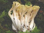 R cystidiophora v anisata